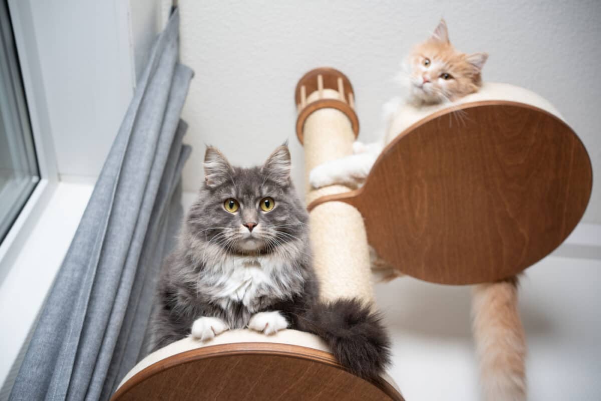 Two cats high up on a cat tree furniture item