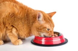 red tabby eating from food dish