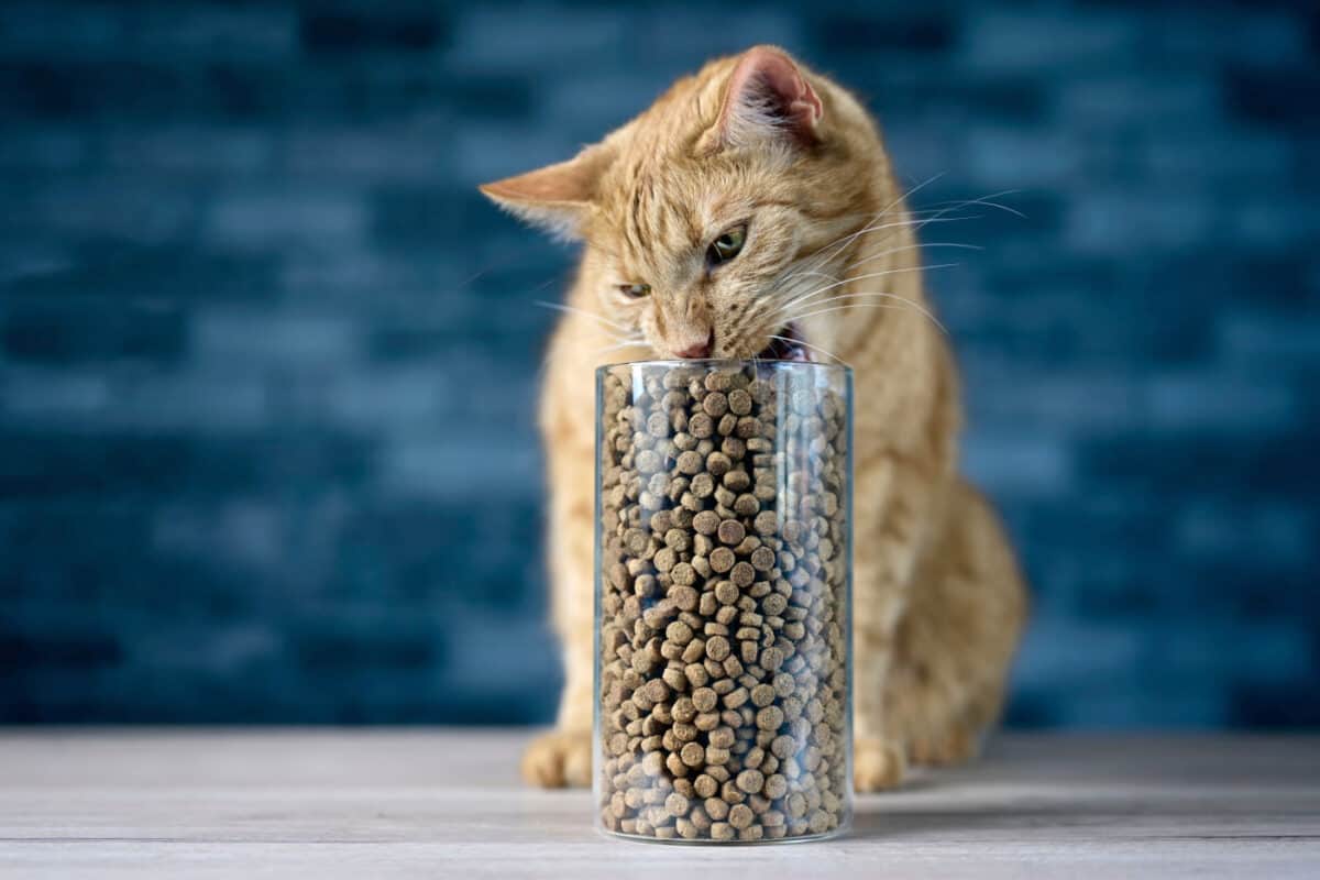 Tabby cat eating dry cat food