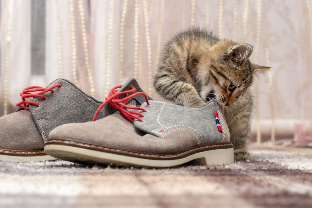 Tabby cat with a pair of shoes