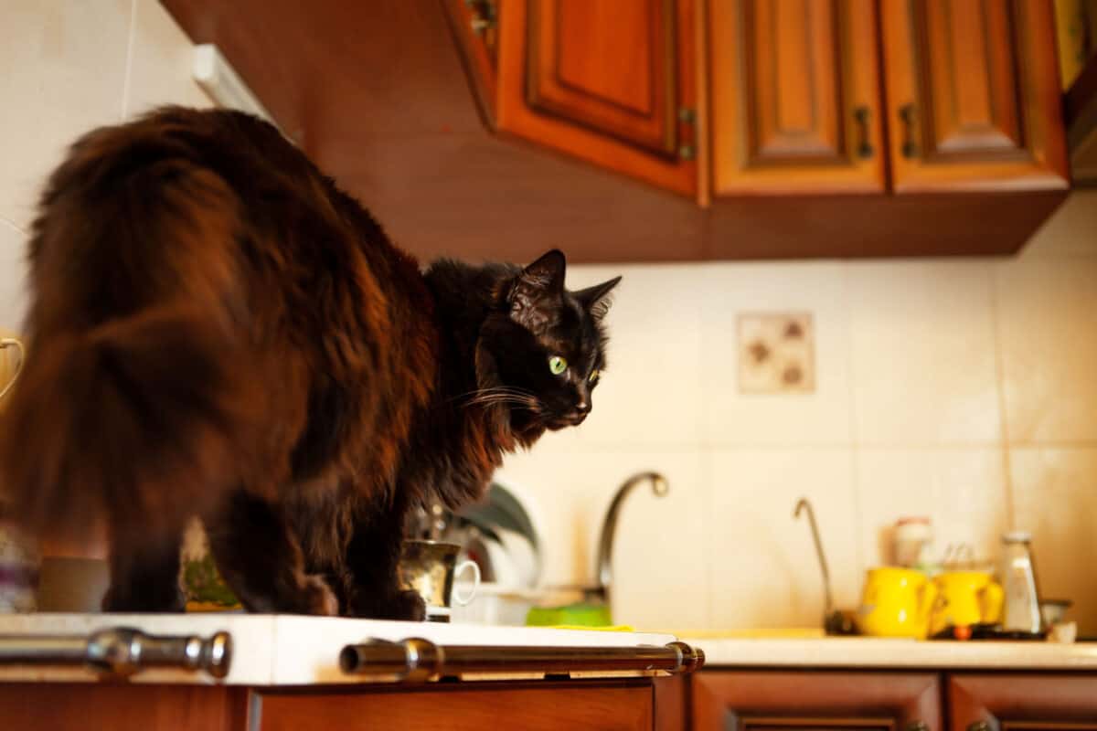 Black cat on kitchen countertop