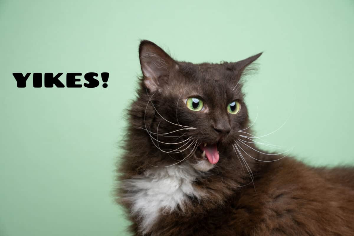 Cat making a disgusted face with the caption: Yikes!