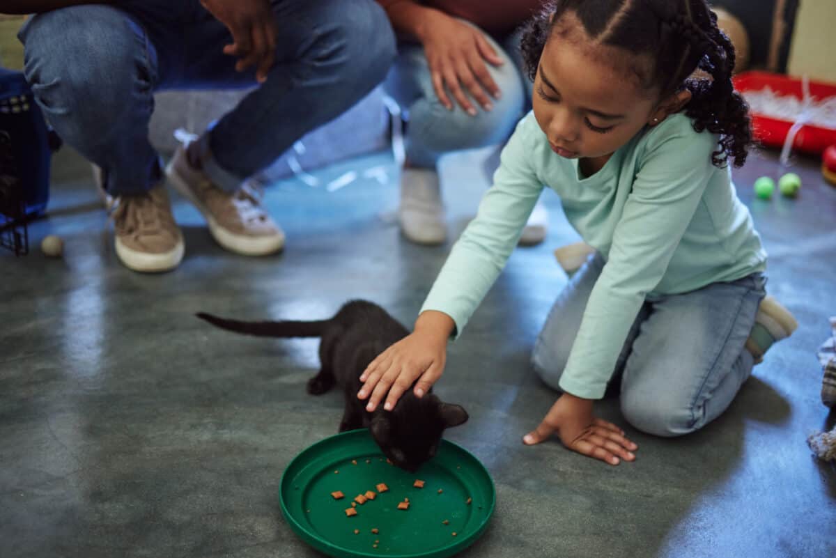 Child petting a kitten at a shelter setting