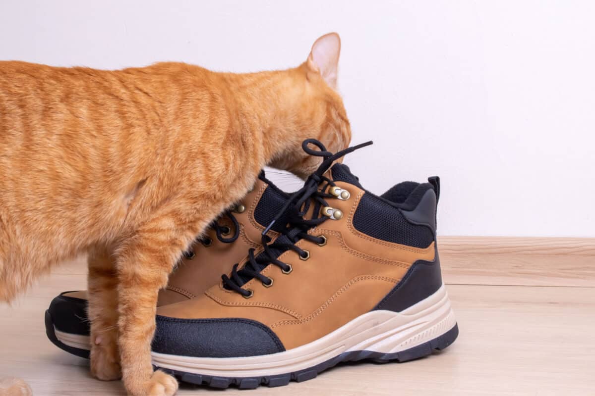 Cat sniffing a pair of shoes