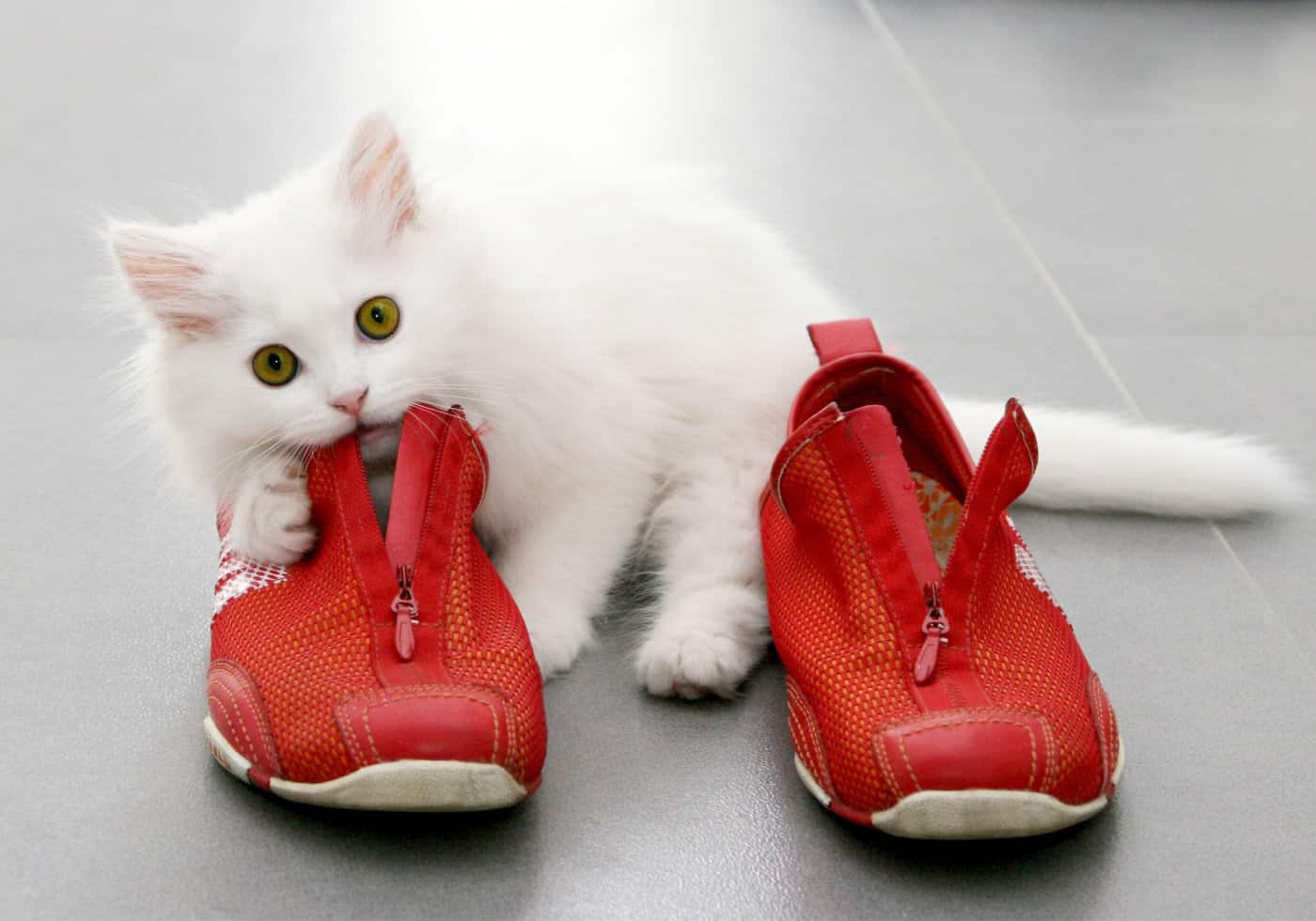 Cat chewing on red shoes