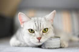 Beautiful cat with a can of cat food