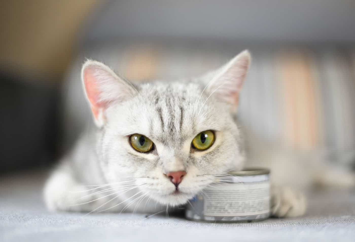 Beautiful cat with a can of cat food