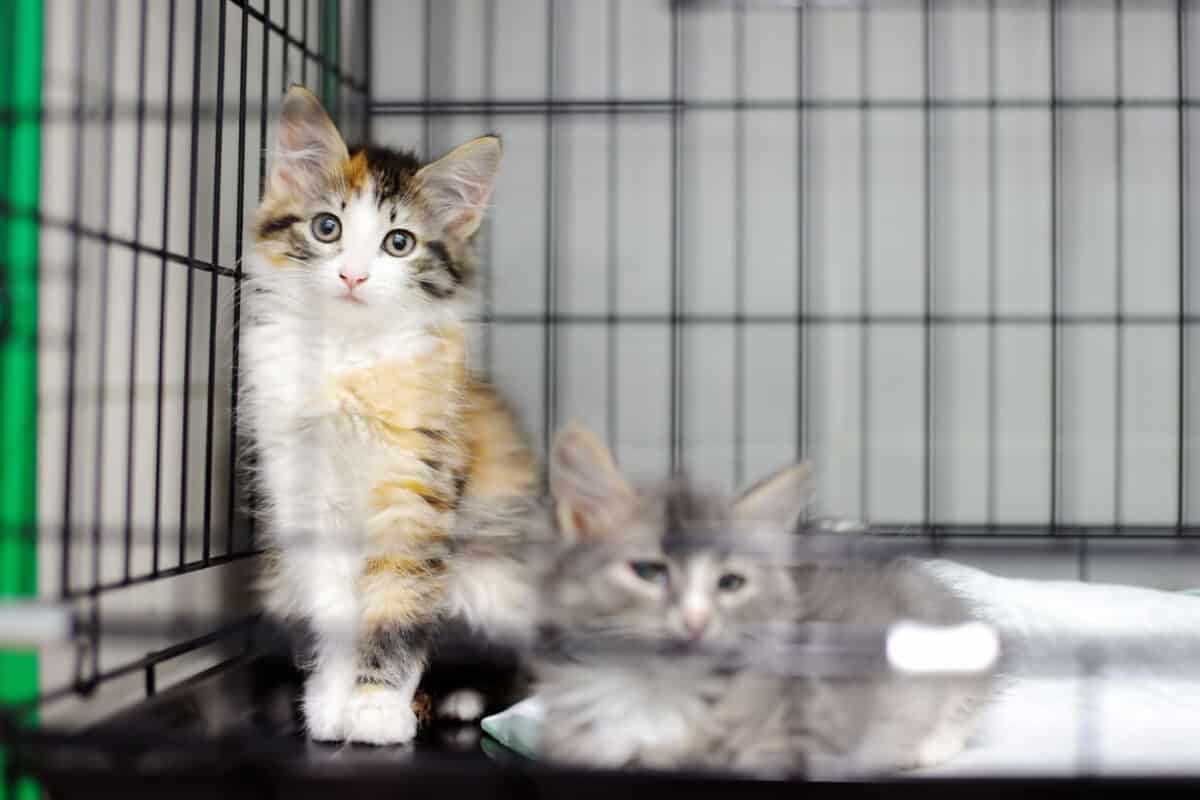 Two kittens in a shelter cage