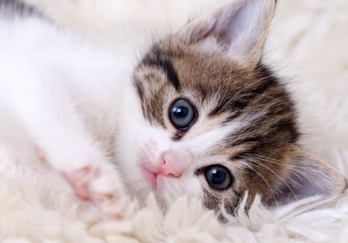 Adorable kitten looking at the camera