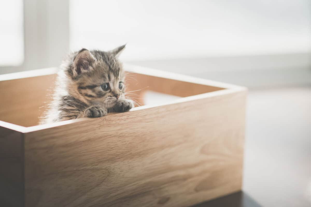 Young kitten in a wooden box