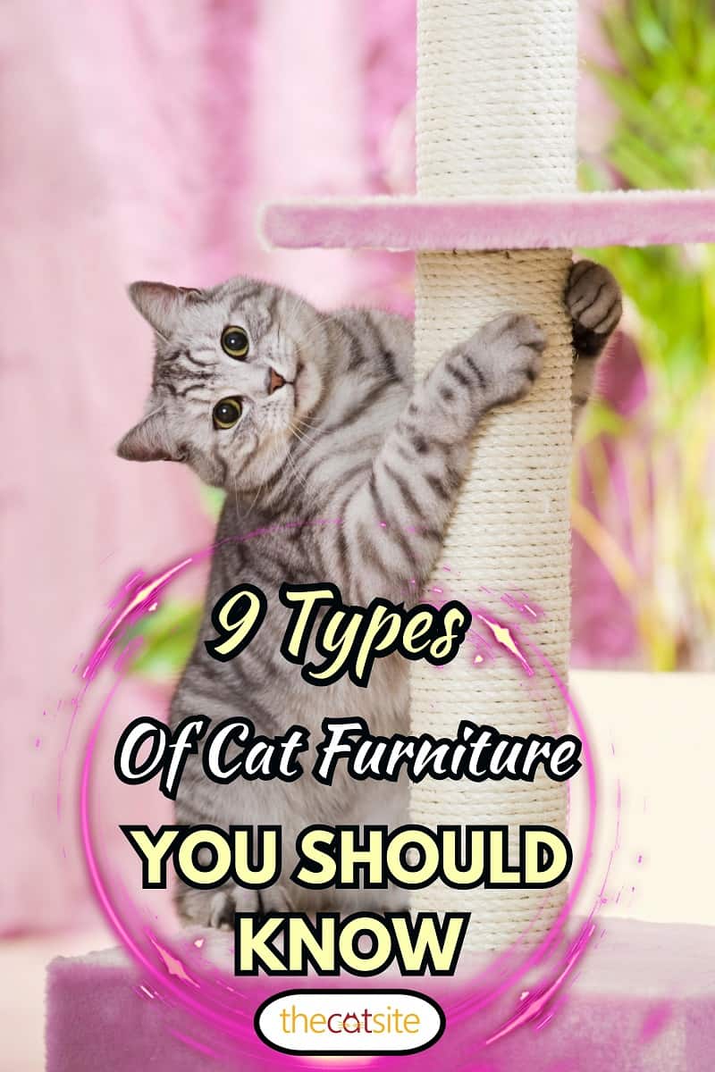 Silver tabby cat with scratching furniture, 9 Types Of Cat Furniture You Should Know