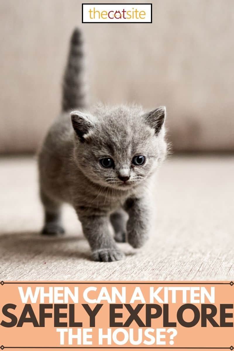 When can a kitten safely explore the house?