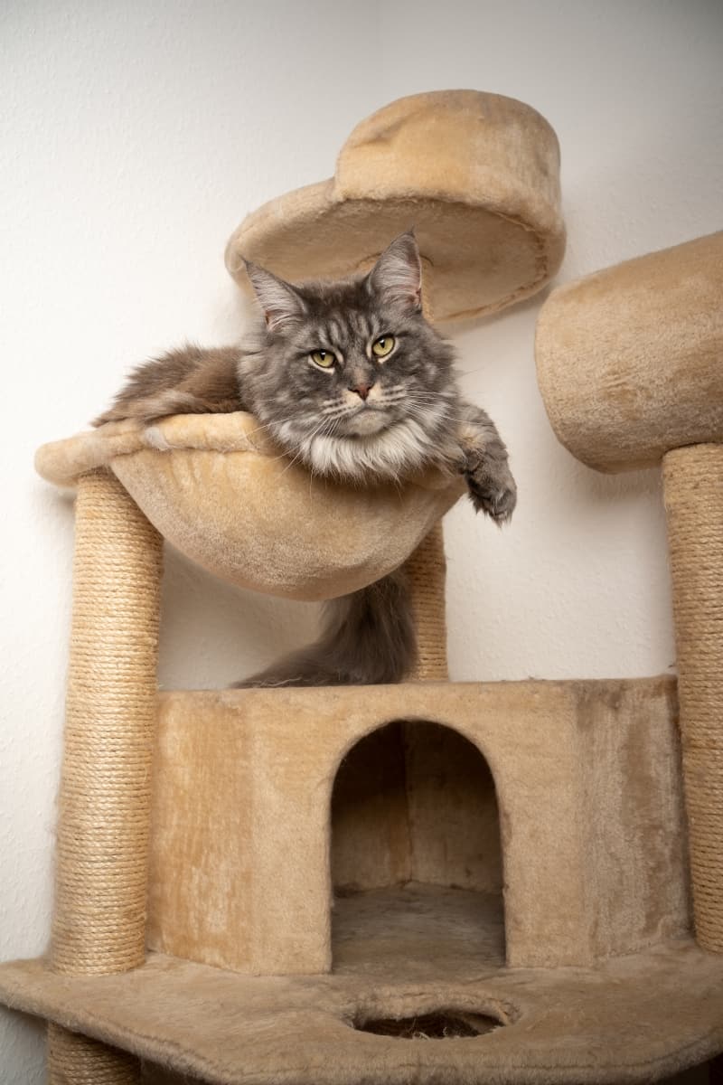 blue tabby maine coon cat resting on scratching post cat tree looking at camera