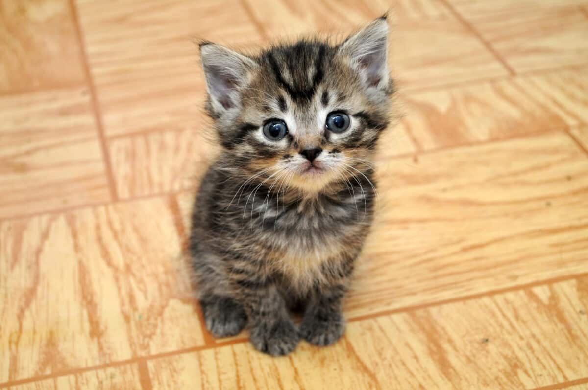 adorable kitten