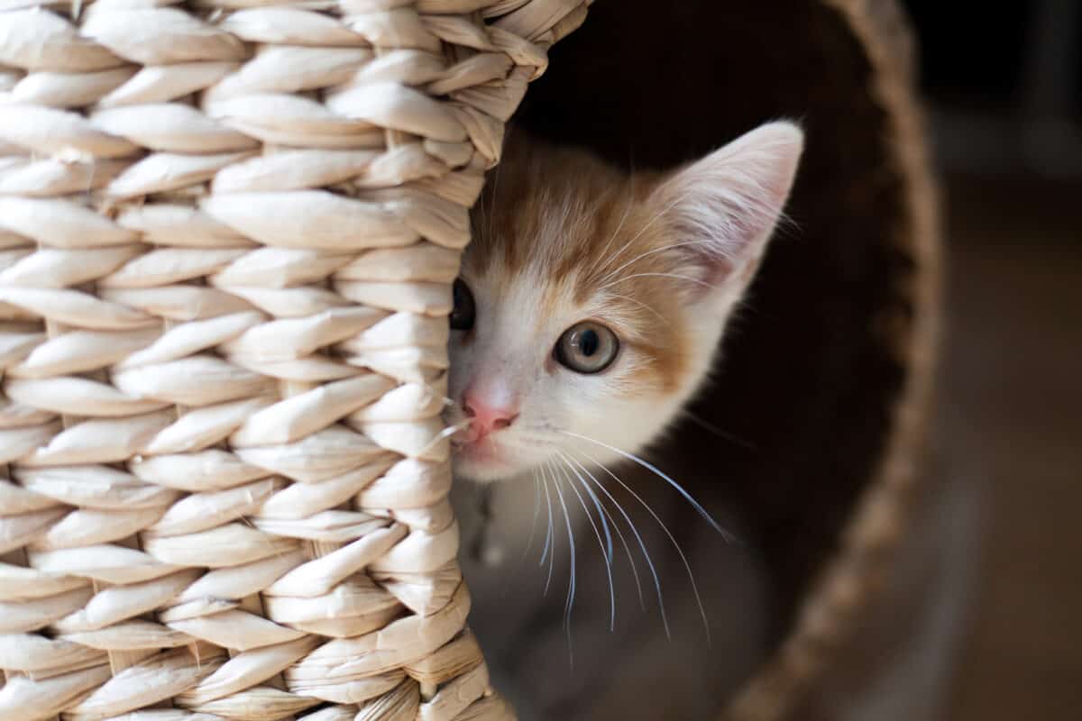 Cat looking out of basket