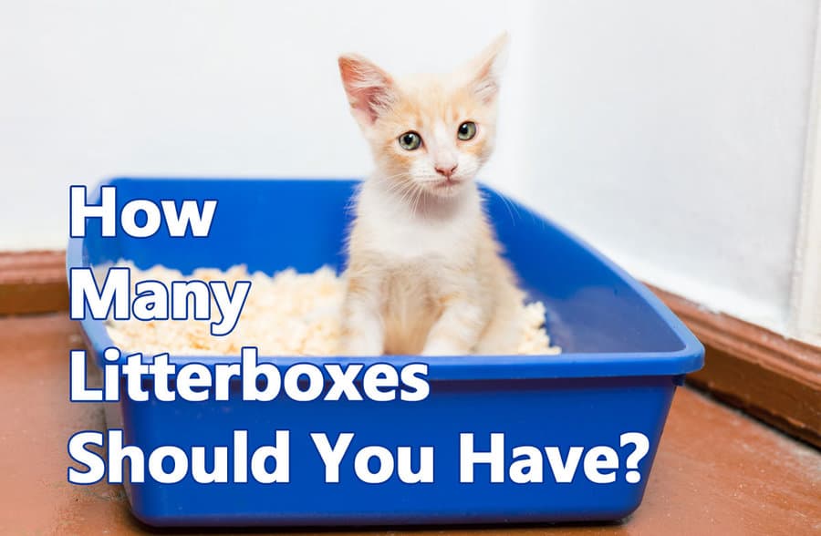 Kitten sitting in a blue litter box with overlaying text: How many litterboxes should you have?