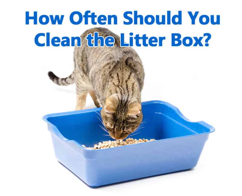 Cat sniffing a litter box 