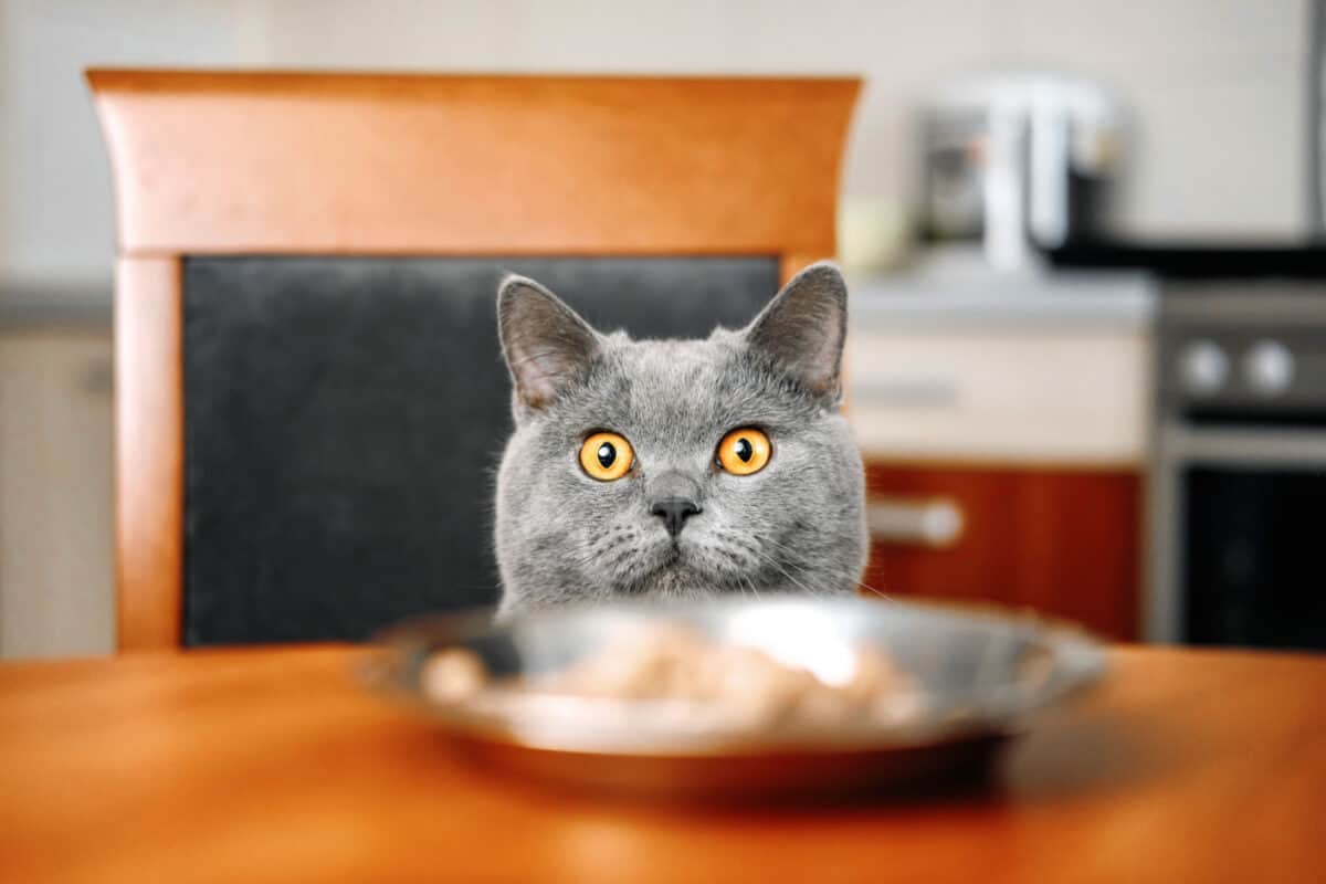 Cat looking at plate