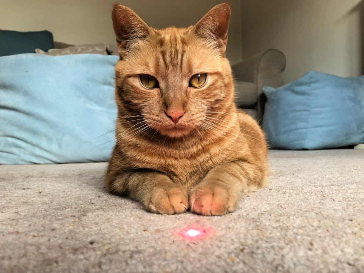 cat next to a laser dot