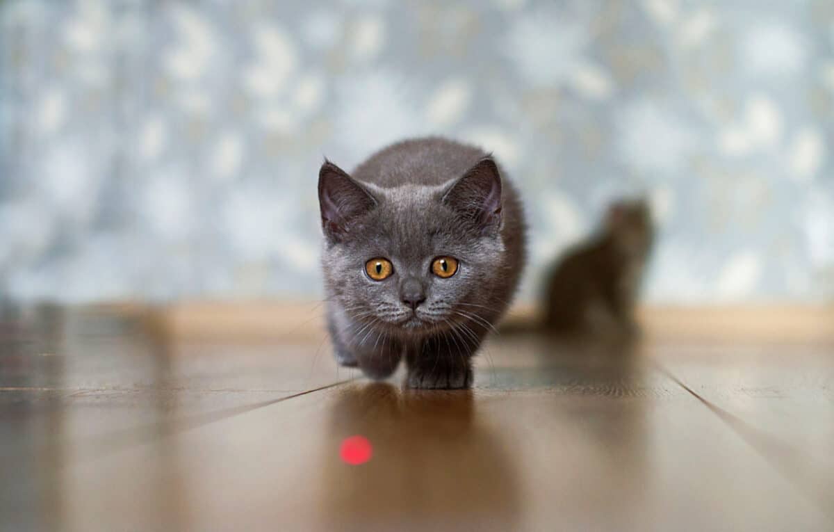 Kitten hunting down a laser toy dot