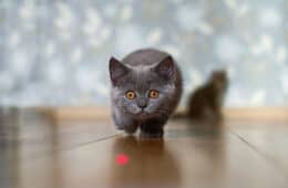 cat chasing a laser dot