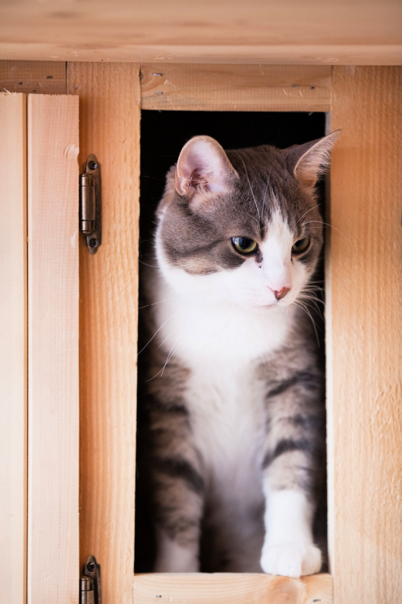 Cat in a kitchen cabinet
