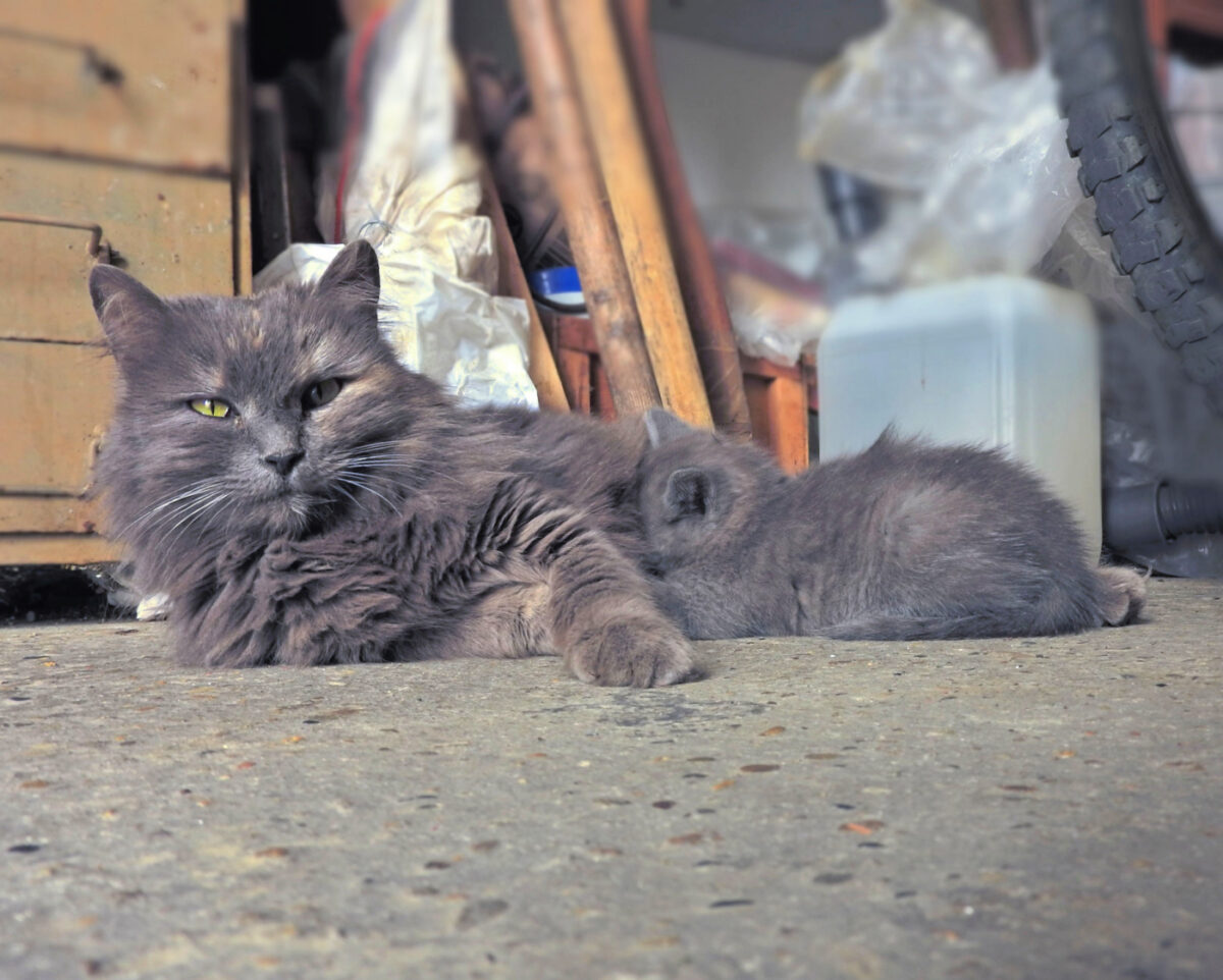 Cat in garage