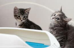 two kittens next to a litterbox