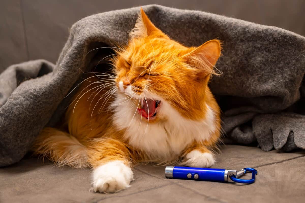 cat yawns at laser toy