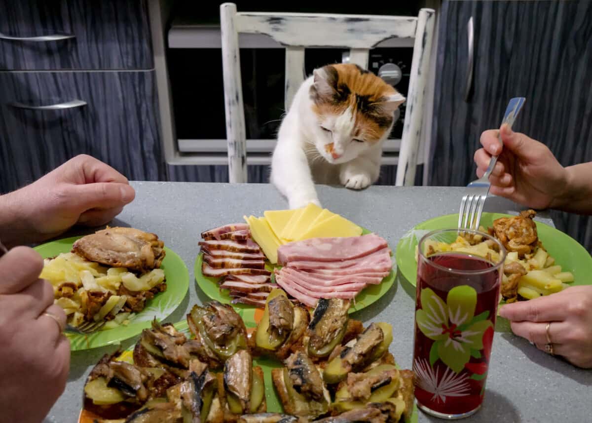Cat trying to grab cheese and meats from a plate on the table