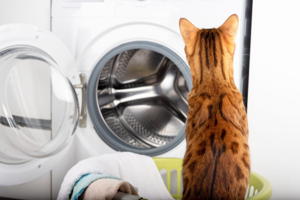 Cat looking at washing machine