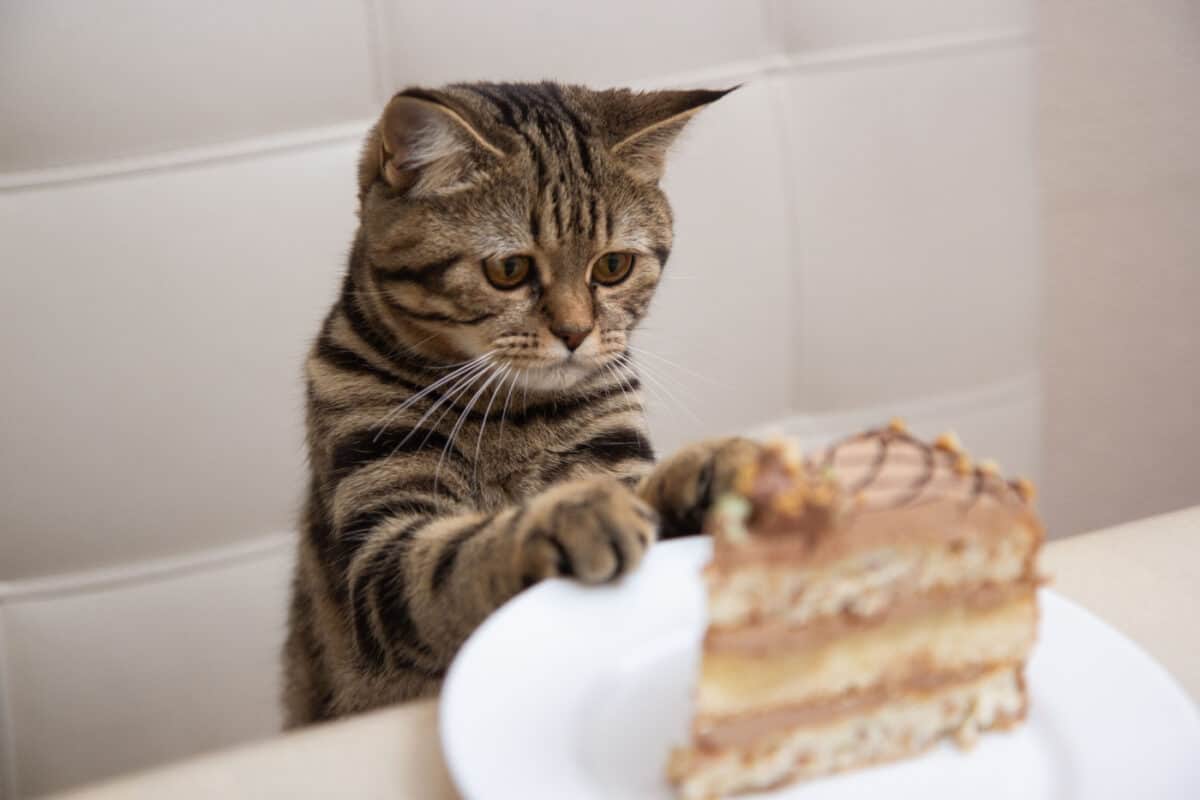 Cat looking at a slice of cake