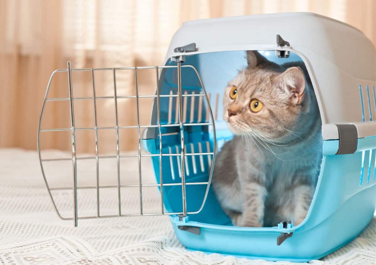 Tabby cat inside a hard sided carrier