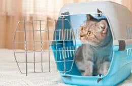 Cat carrier