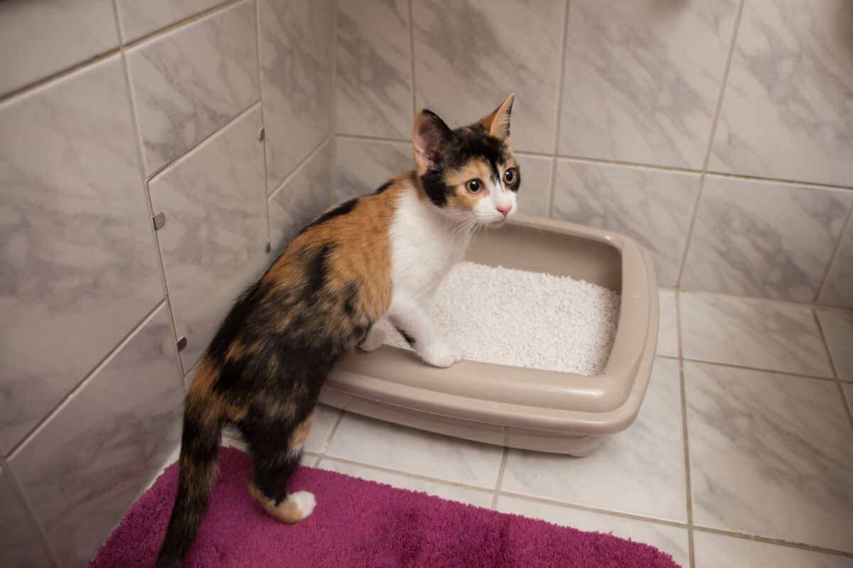 Calico cat entering litter box