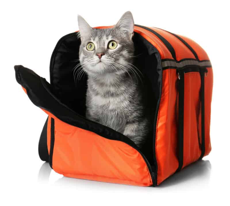Cat in soft sided carrier