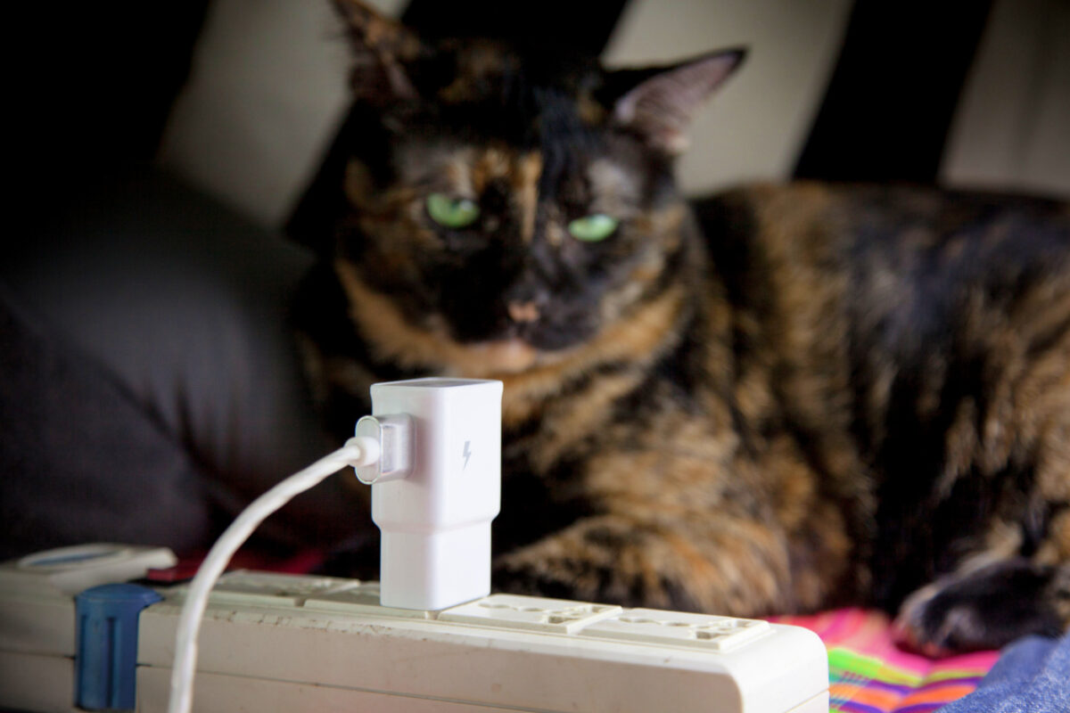 cat looking at electric cords