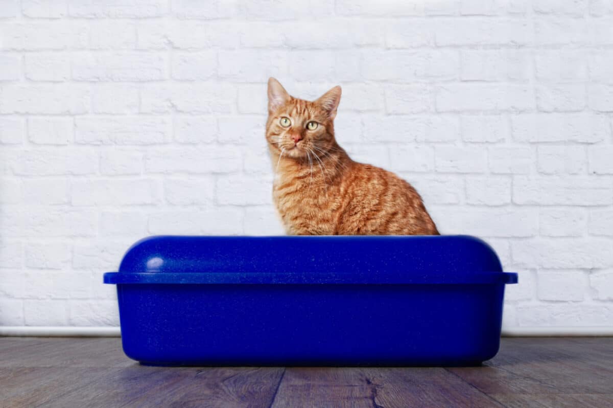 Tabby cat sitting in a large litterbox 
