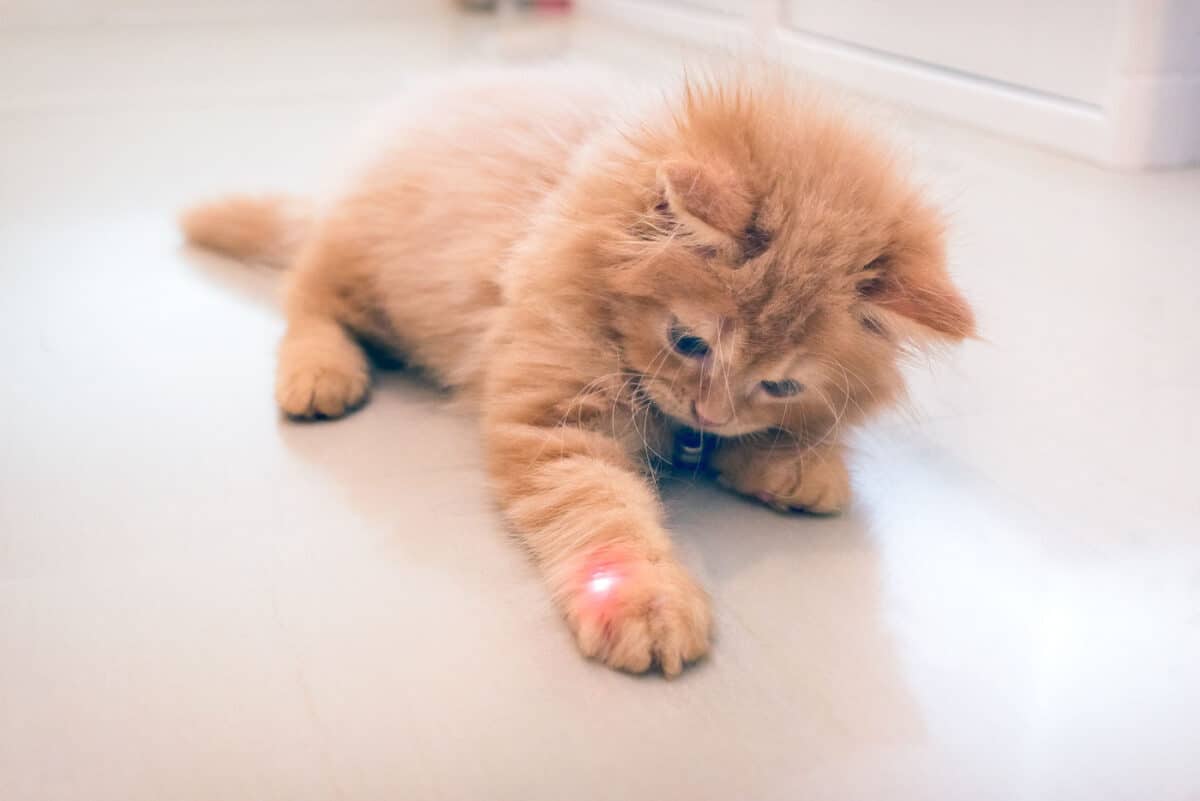 kitten playing with a laser dot