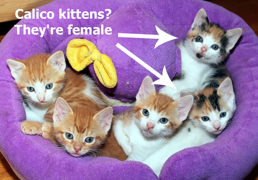 how to sex kittens when you have calicos