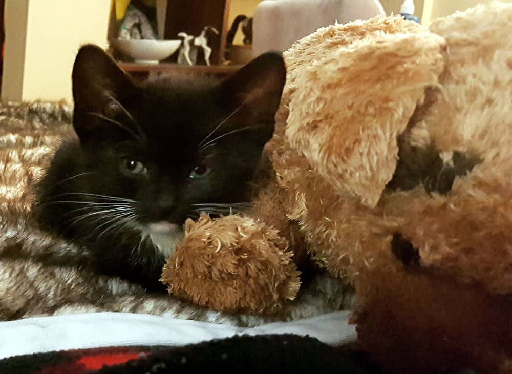 black kitten besides the big brown stuffed toy