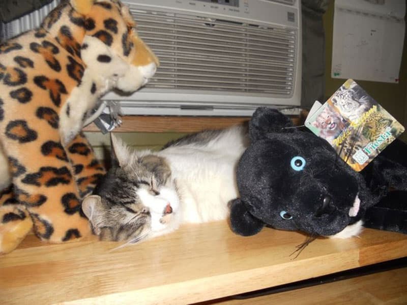 cat sleeping between two stuffed toys