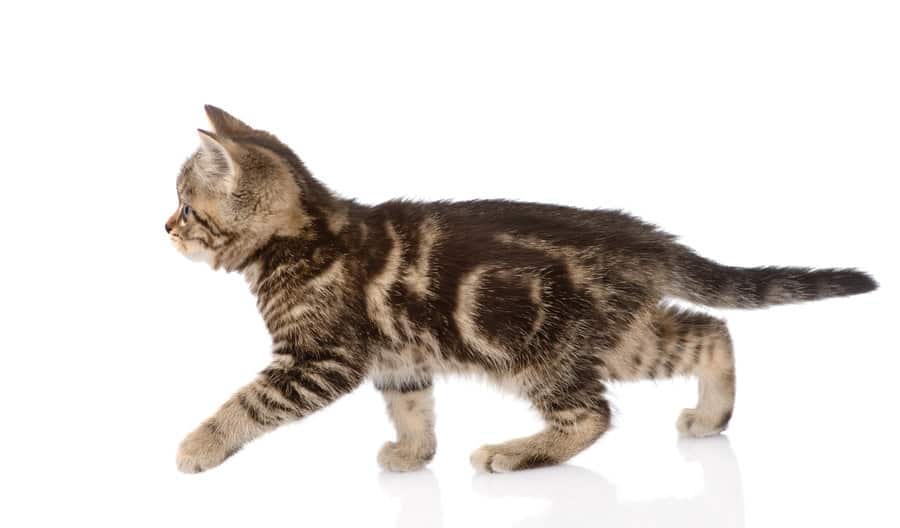 a kitten with rounded stripes and circles