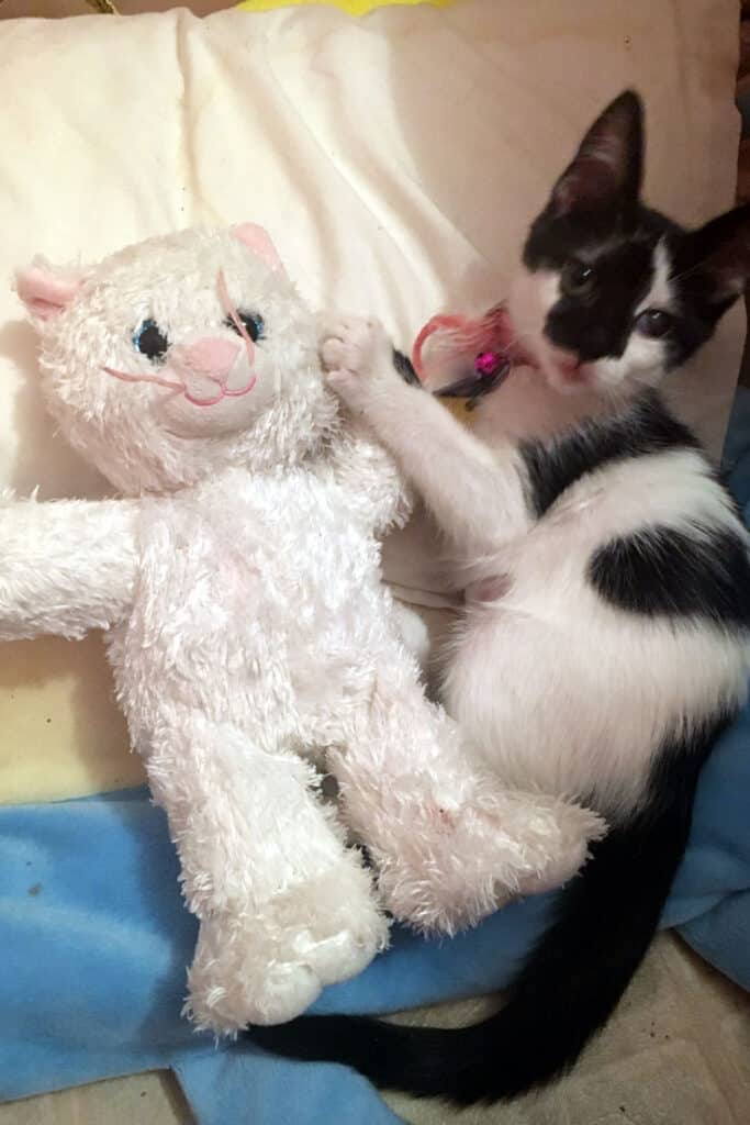 cat playing with the white teddy bear