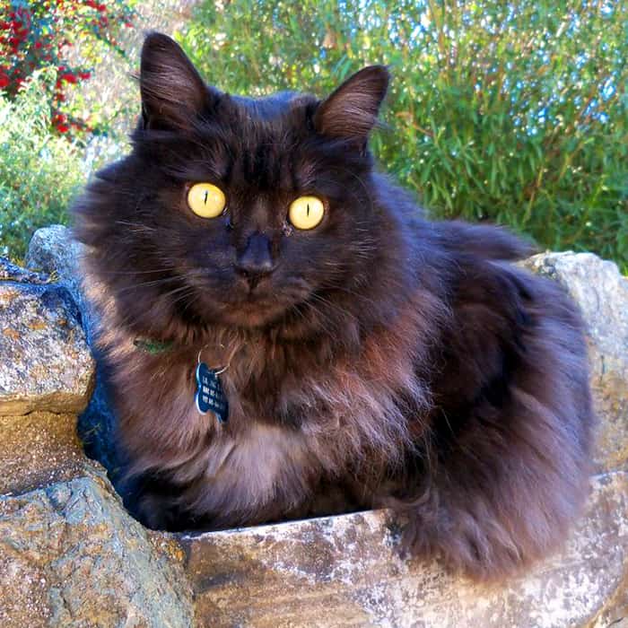 black cat laying outside in a stone