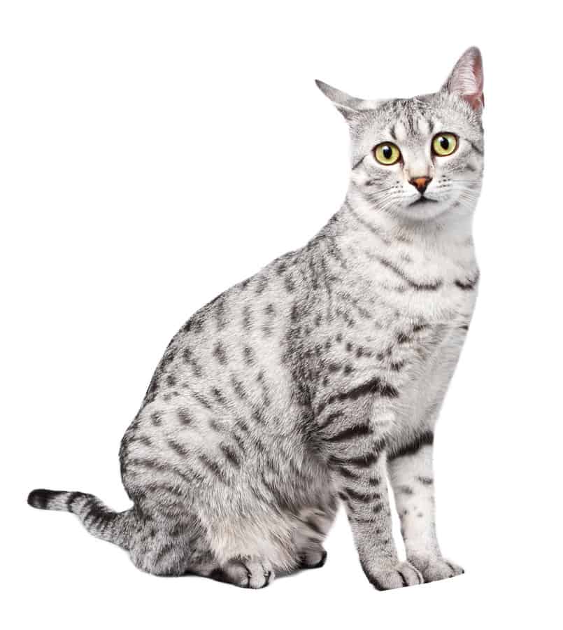 Spotted Tabby looks directly at camera, sitting sideways