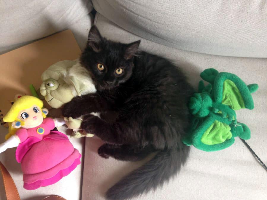 black cat with its three stuffed toys