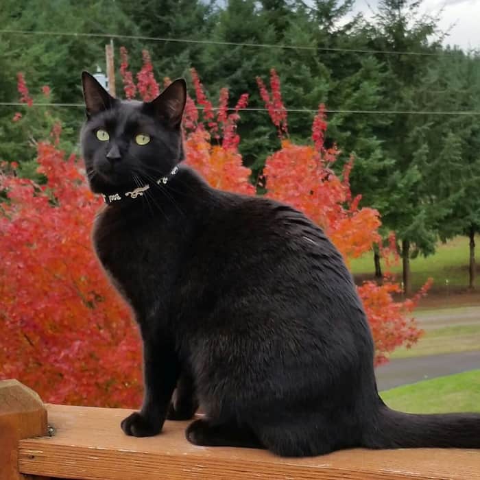 black cat sitting outside the balcony or in the railing of the wood deck