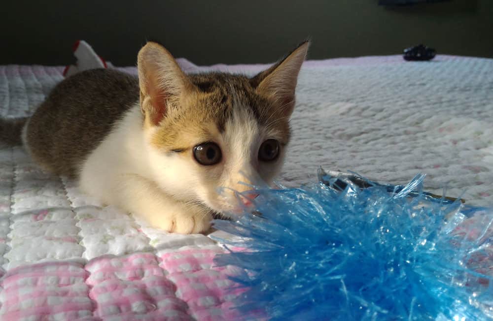 kitten stalking on a blue feathers