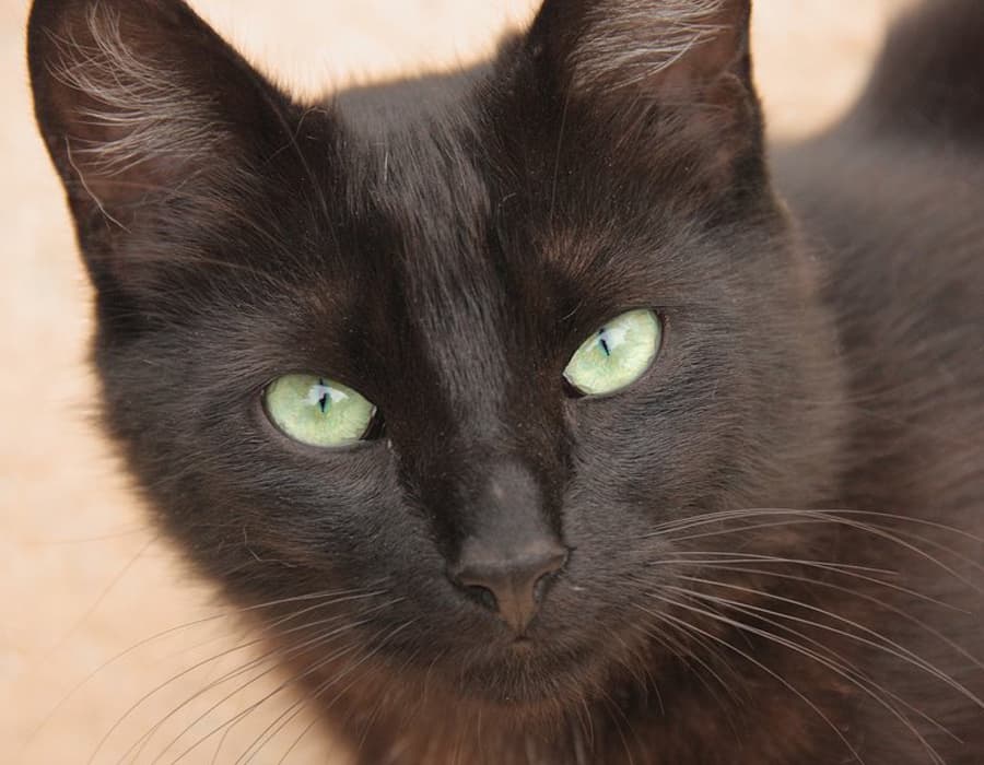 close up of black cat face with green eyes